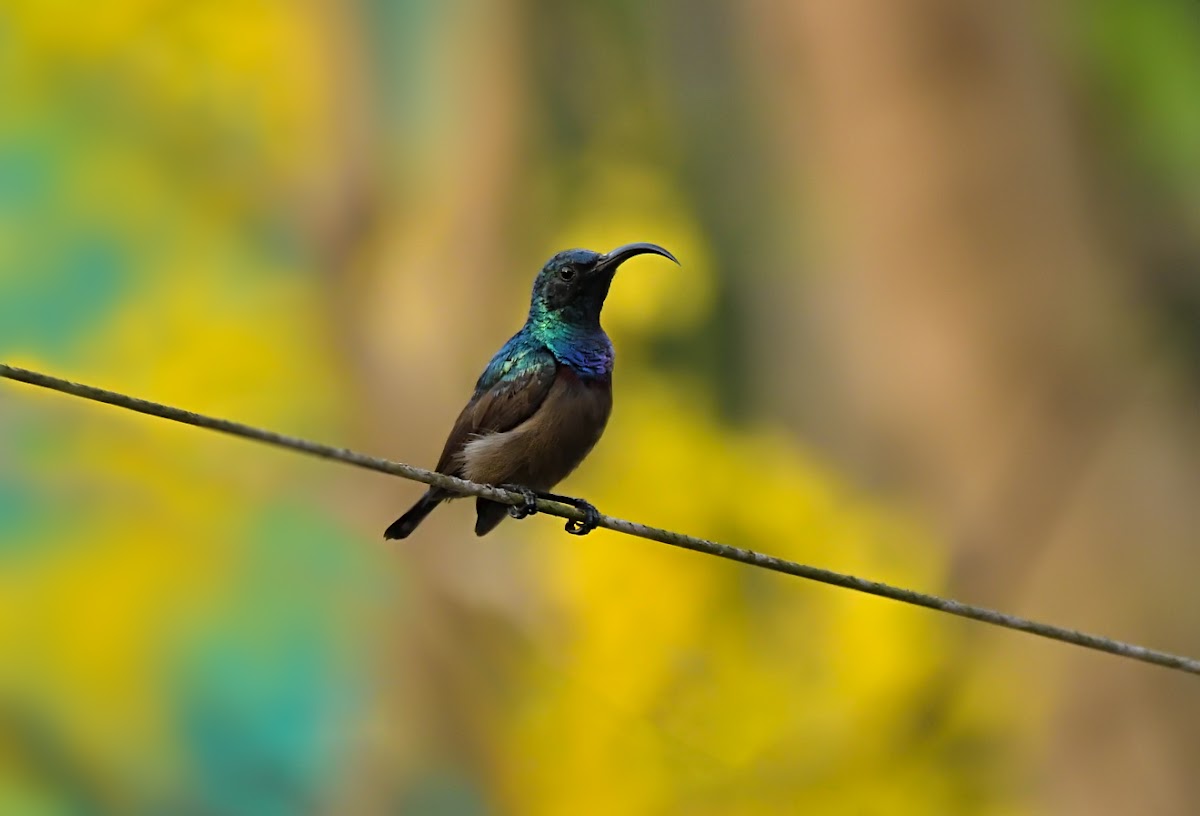 Loten's sunbird