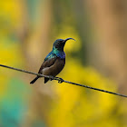 Loten's sunbird