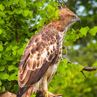 Indian crested hawk-eagle, changeable hawk-eagle, marsh hawk-eagle