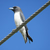 White-breasted Wood-swallow