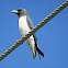 White-breasted Wood-swallow