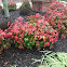 Fire Power Nandina Shrub