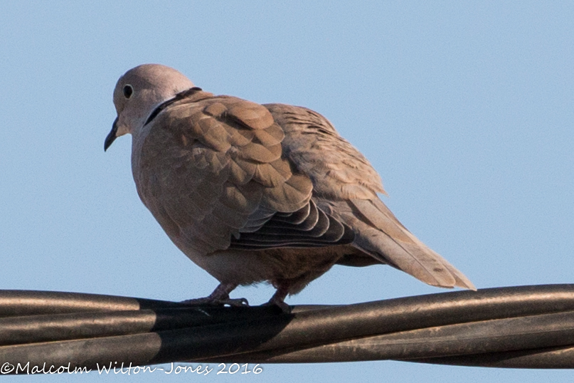 Collared Dove; Tórtola Turca