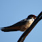 Barn Swallow