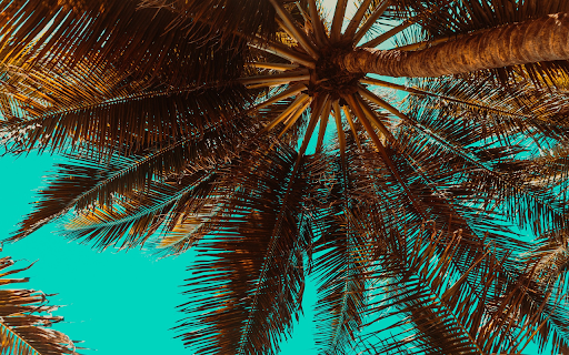 Coconut palm tree