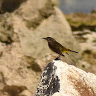 Palm Warbler