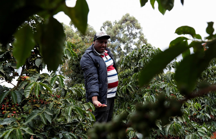 Simon Mukangu 47, a farmer inspects his coffee cherries at his plantation in Baricho near Karatina, Nyeri county, Kenya on October 5 2023. Picture: REUTERS/Thomas Mukoya