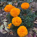 Mexican marigold, Cempasúchil, African marigold.