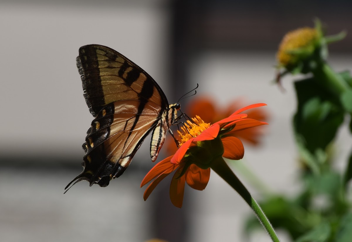 Eastern Tiger Swallowtail