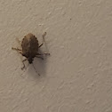 Stink Bug