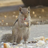 Northern Palm Squirrel