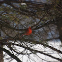 Northern Cardinal