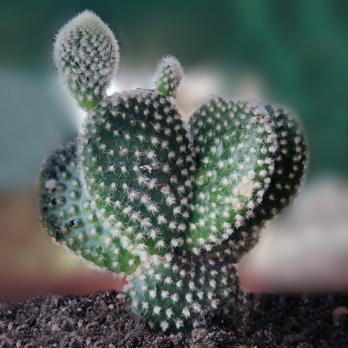 Bunny Ears Cactus