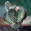 Bunny Ears Cactus