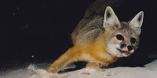 Kit fox in White Sands Park.