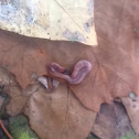 Earthworm