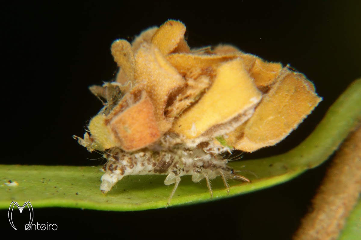 Lacewing larva