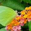 Lemon emigrant