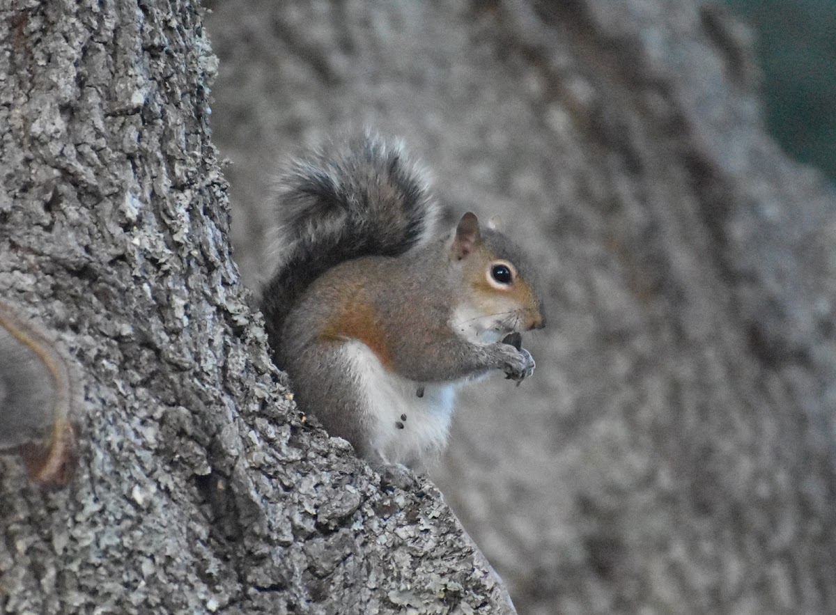 Eastern gray squirrel