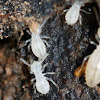 Eastern Subterranean Termites