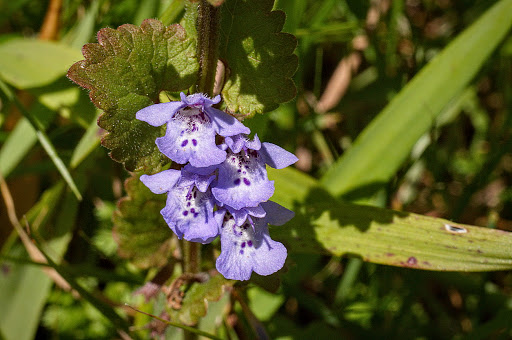 Glechoma hederacea