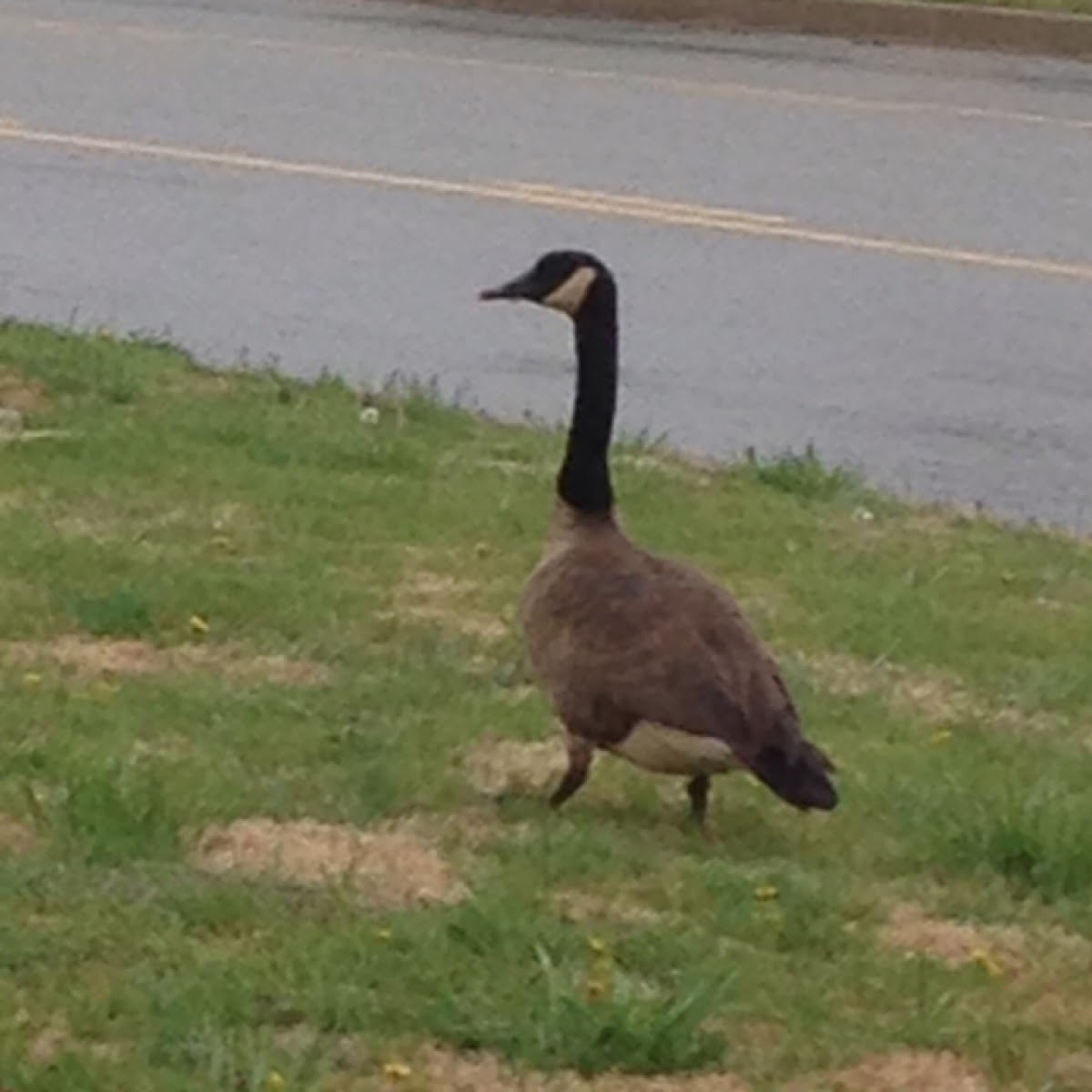 Canada goose