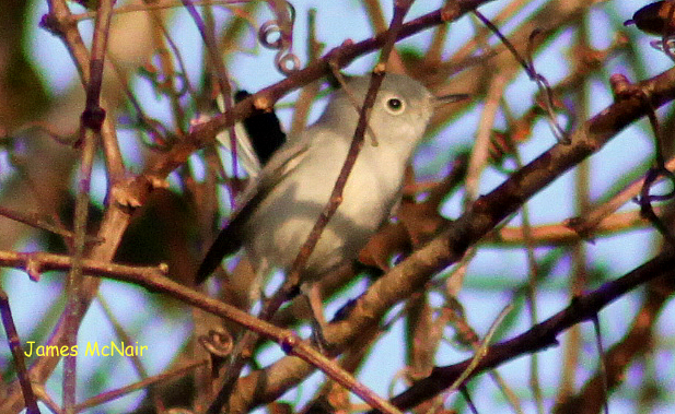 Blue-gray Gnatcatcher