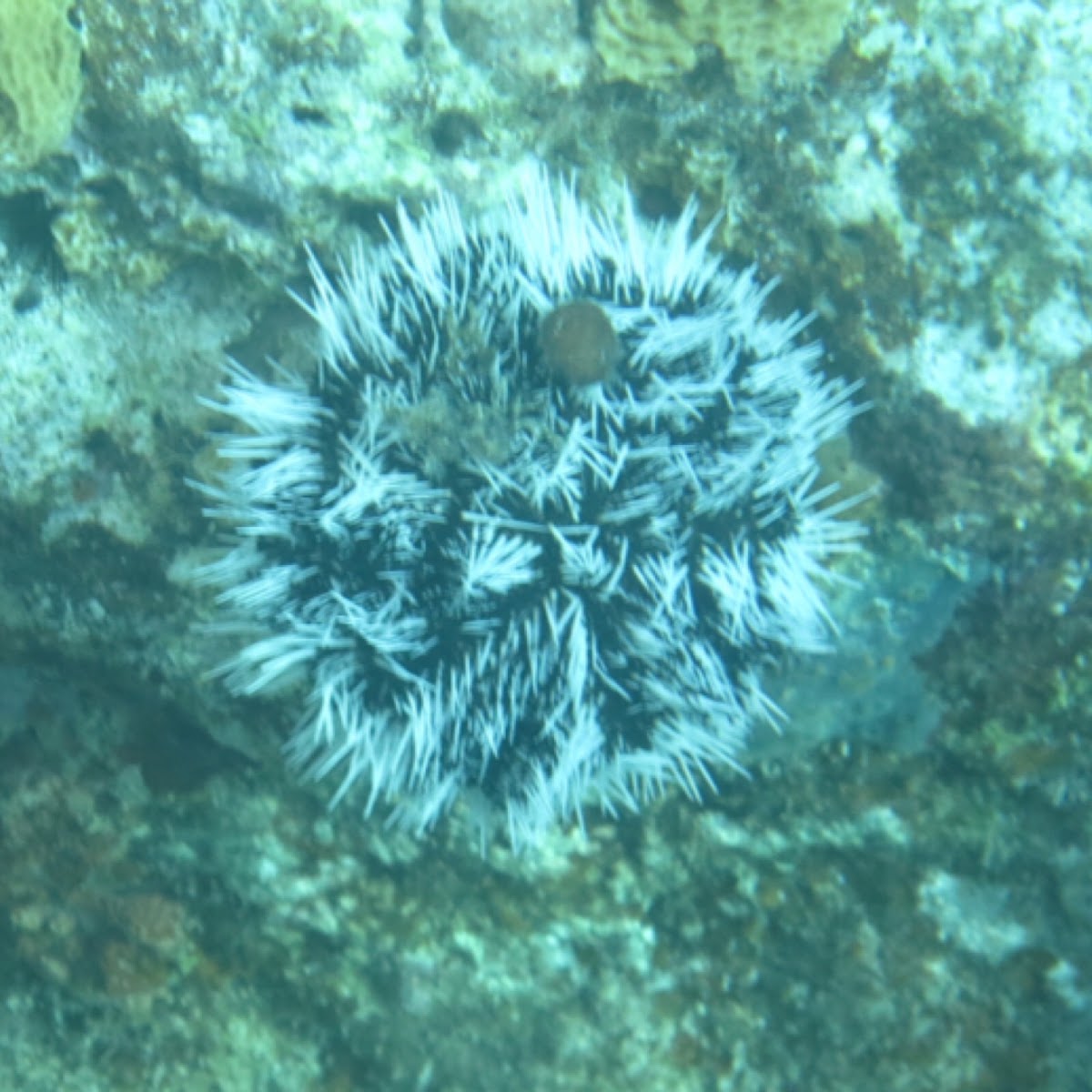 West Indian Sea Egg