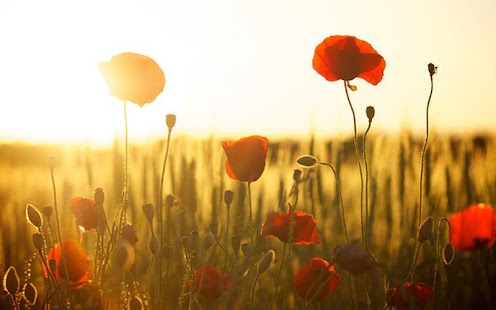 Download Wallpaper Flower For Free APK