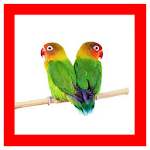 Cover Image of ダウンロード MP3 Kicau Burung Lovebird 1.0 APK