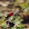 American Rubyspot