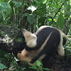 Tamandua Anteater