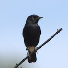 Pied Bushchat(Male)