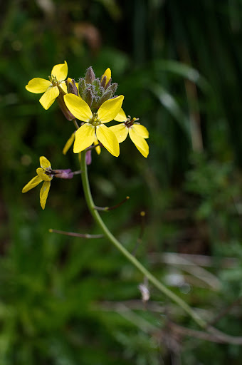 Coincya monensis