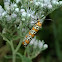 Ailanthus Webworm Moth