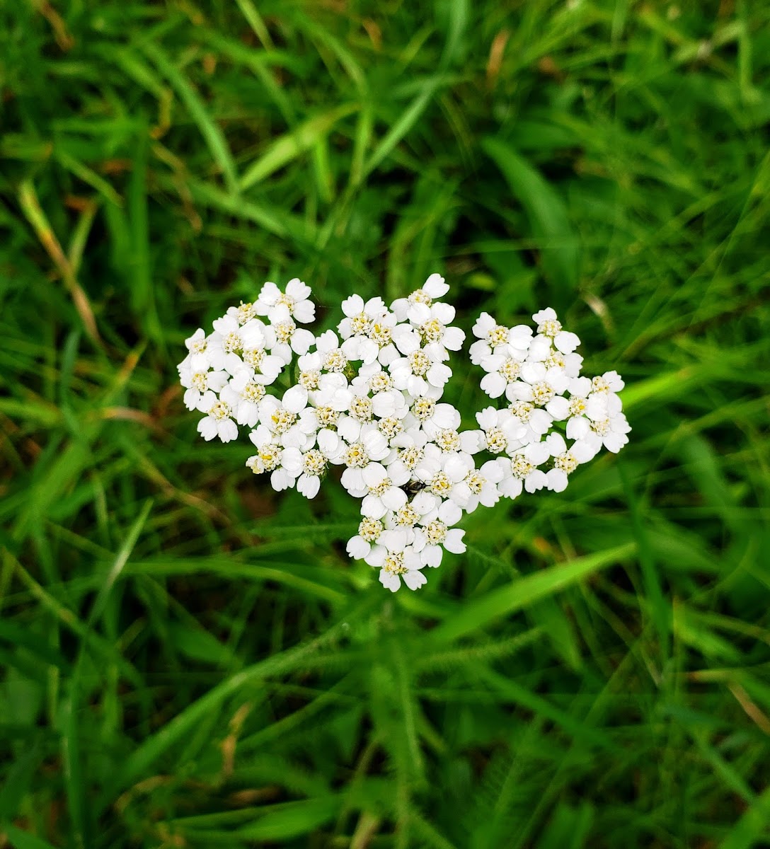 Flat-topped white Aster