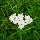 Flat-topped white Aster