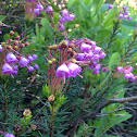 Pink mountain heather