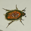 Flower Chafer Beetle