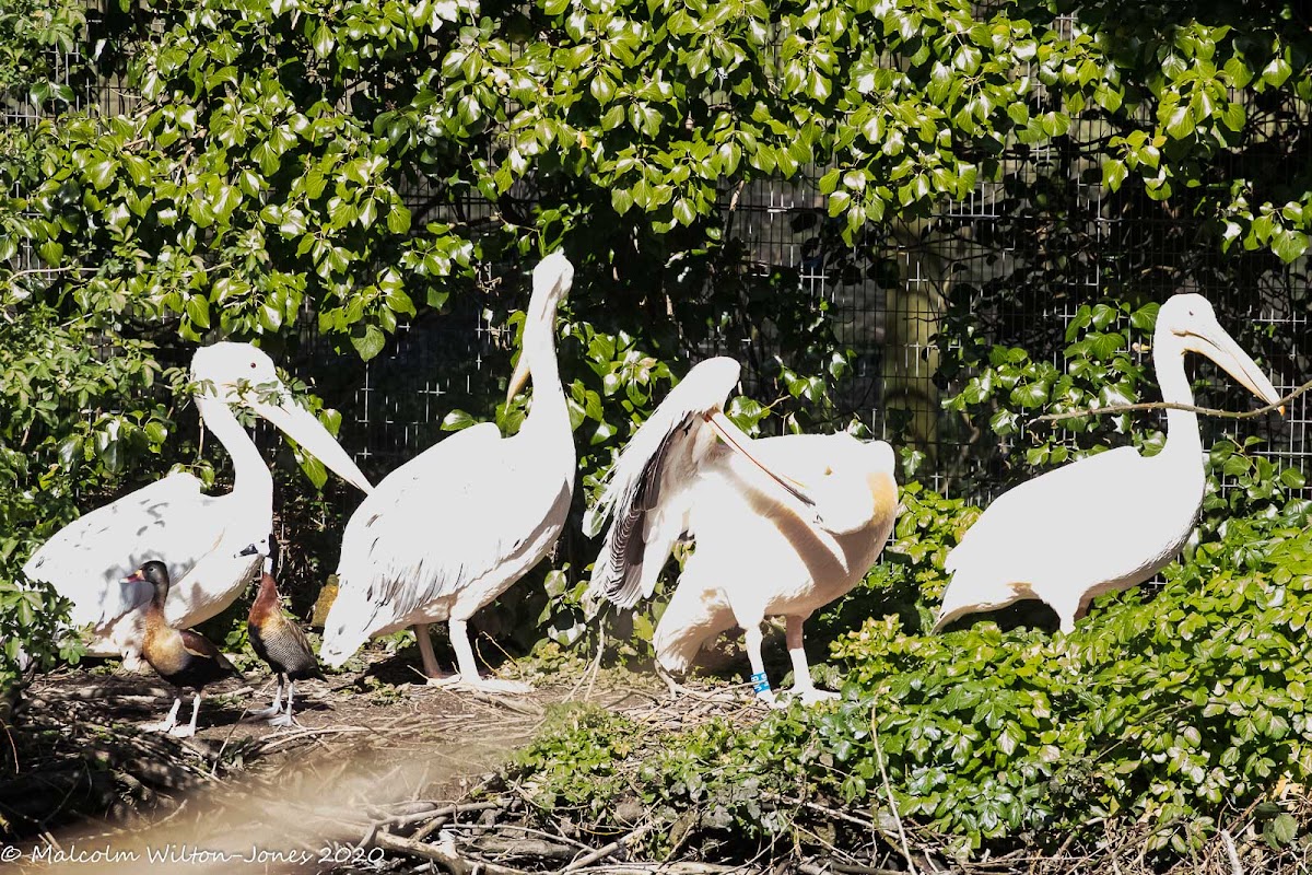 Great White Pelican