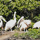 Great White Pelican