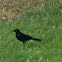 Common grackle