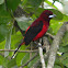 Pico de Plata (macho) - Crimson backed Tanager (male)