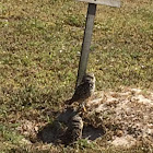 Burrowing owls