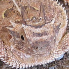 Texas Horned Lizard