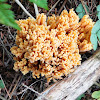 Golden Coral Mushroom