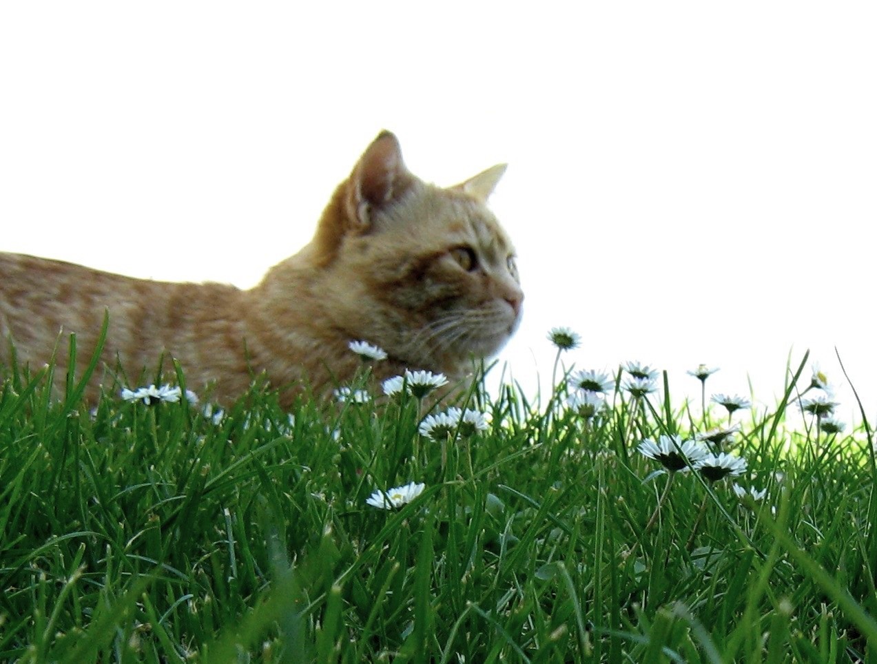 Mi è sembrato di vedere un gatto di martapdn