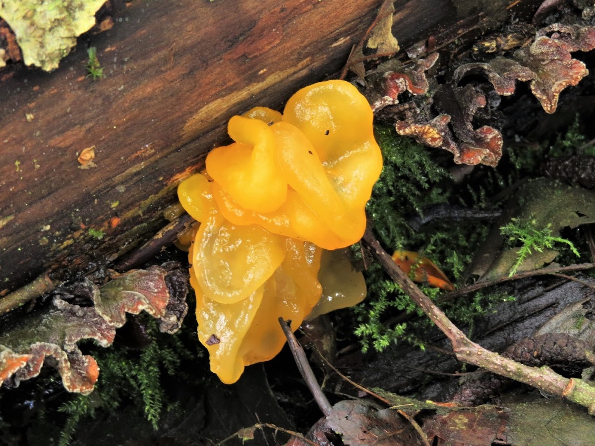 Golden Jelly Fungi