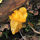 Golden Jelly Fungi