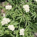 Western Water Hemlock